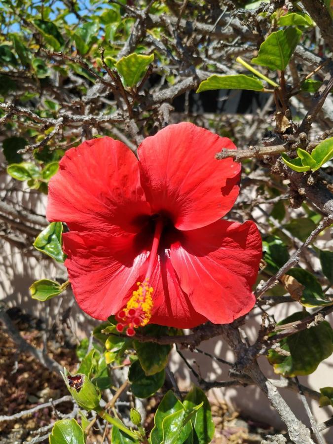 Un Oasis De Bienestar Villa Lajares Eksteriør billede